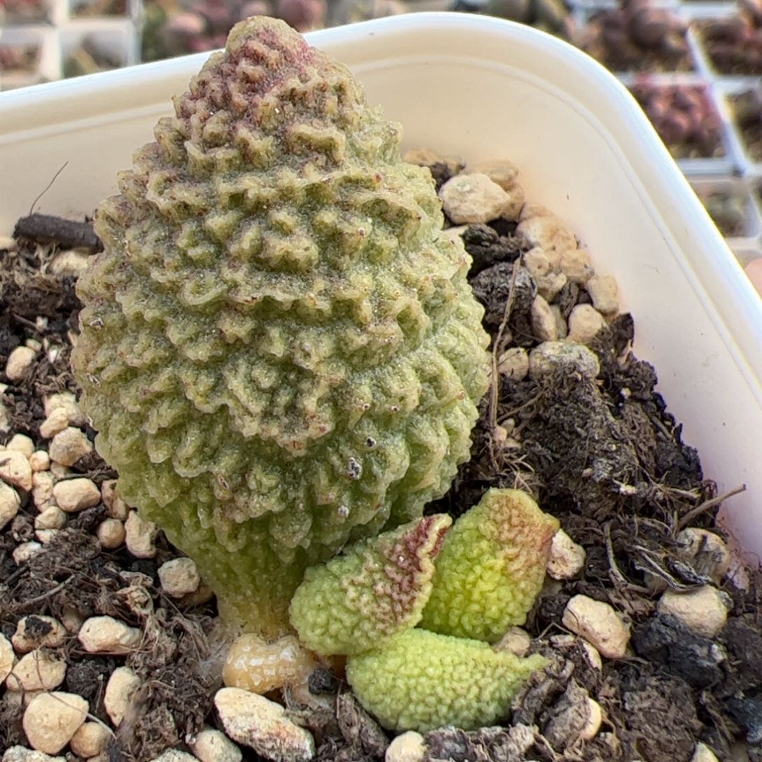 实生低叶苗多肉植物水泡