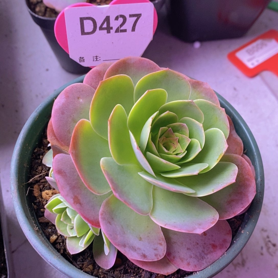 不知名玫瑰群D427