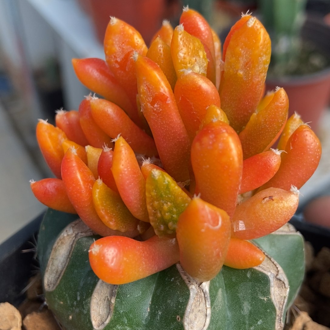 牡丹锦群无刺仙人球开花
