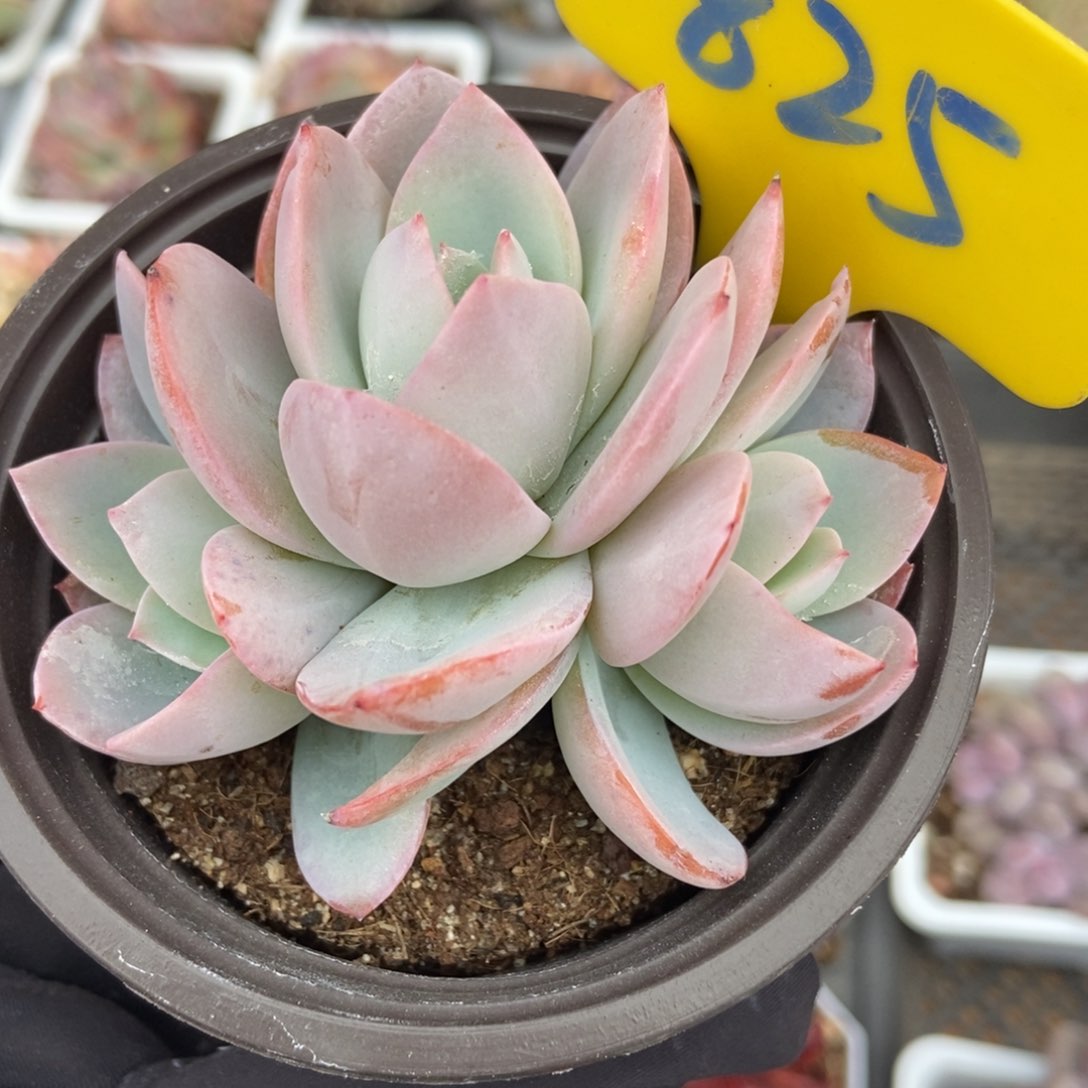 825布鲁蓝多肉植物