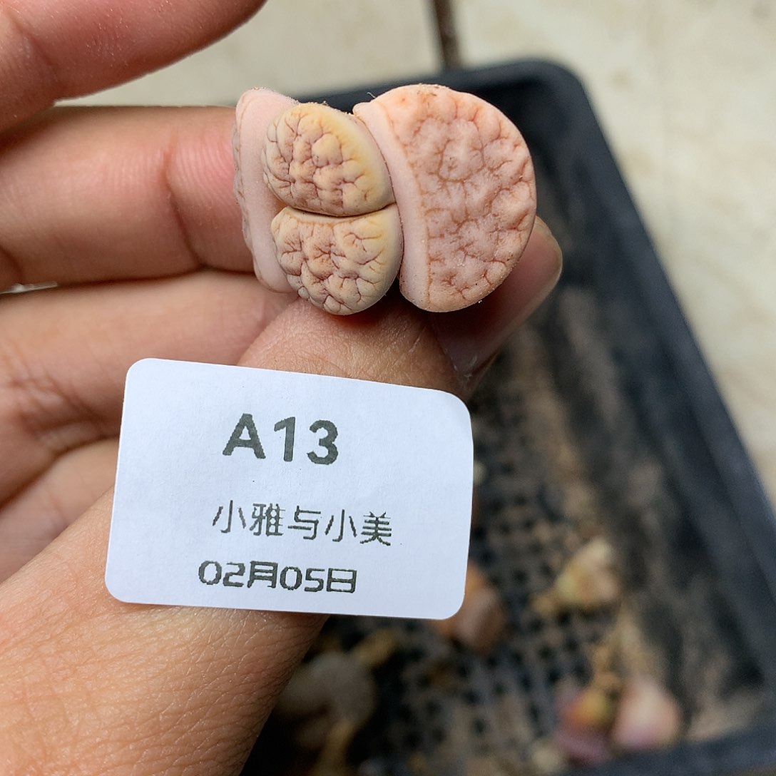 A13多肉植物保护