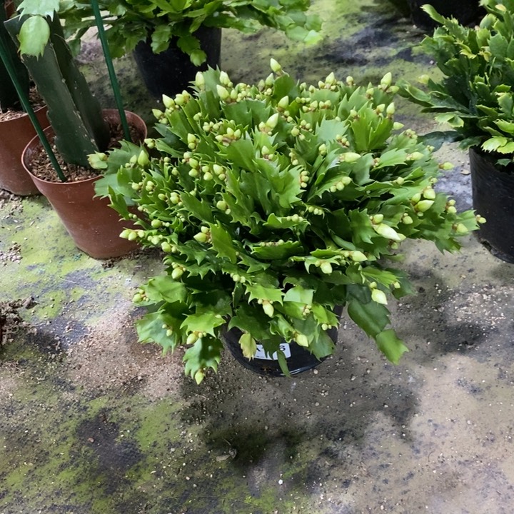 当前无花栽培后可以开花106盆栽白玛丽