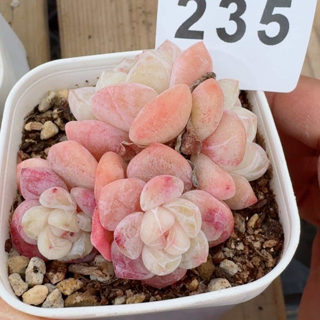 冰玉群生         精品多肉