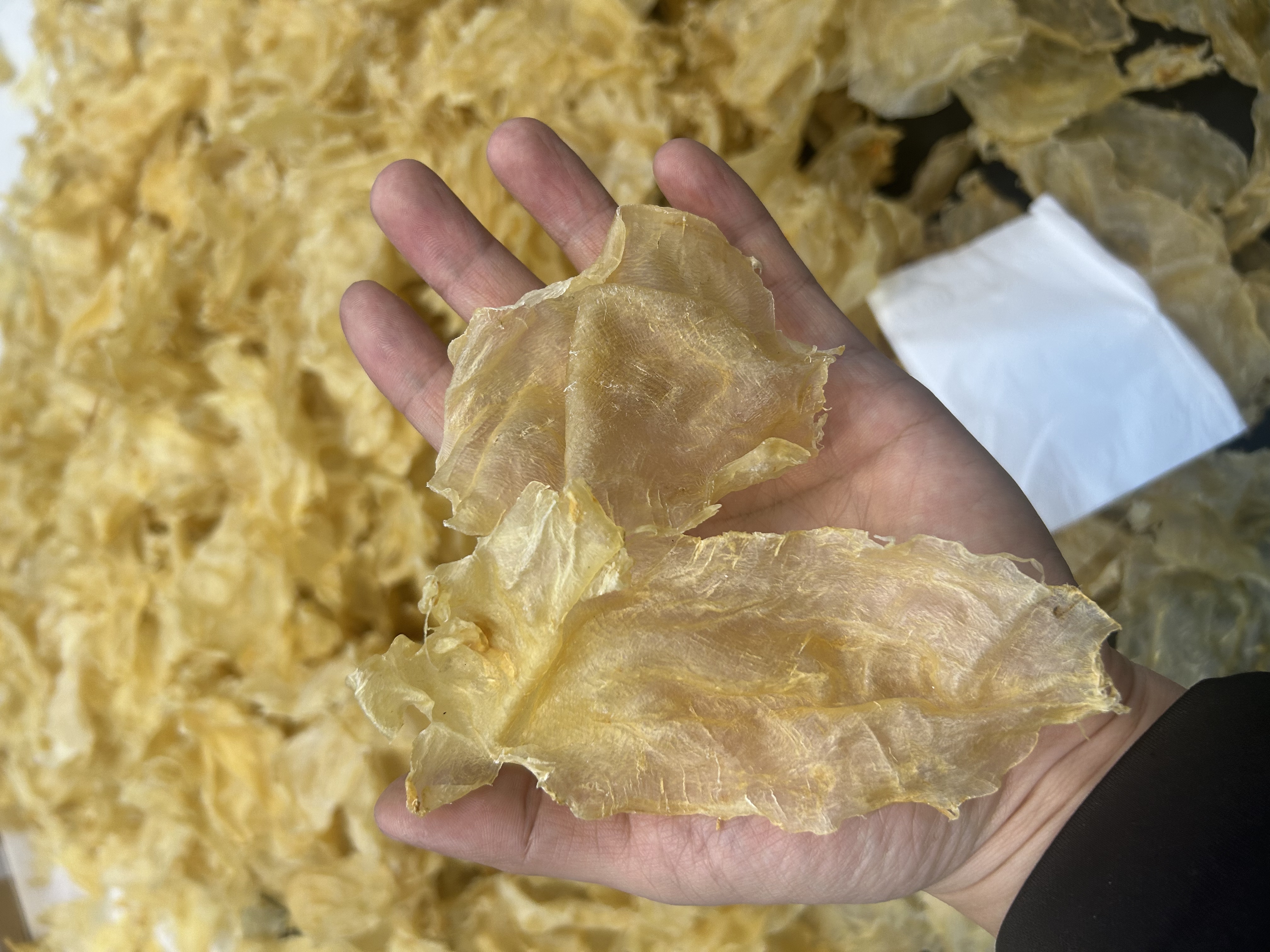 蜘蛛胶片鱼胶 甲肚深海花胶 片状五造型（初级农产品）