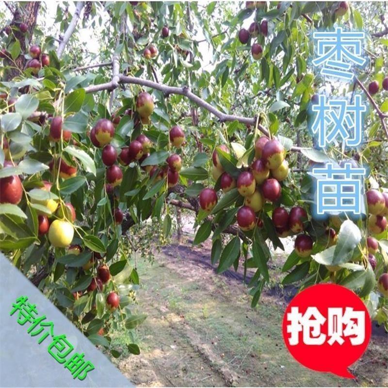 山东枣苗树苗早脆王特大当年结果嫁接苗冬枣地栽枣树活苗果树苗