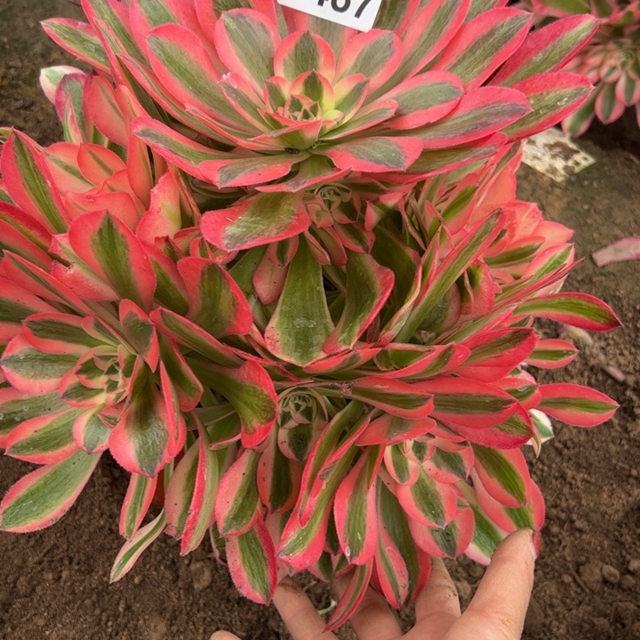 9487南香妃多肉植物