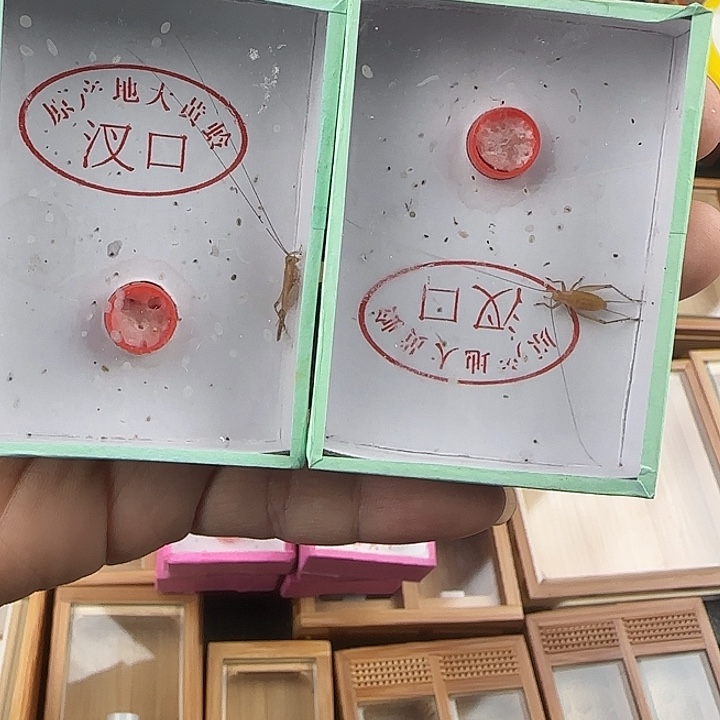 蟋蟀野生长顶须两条包邮