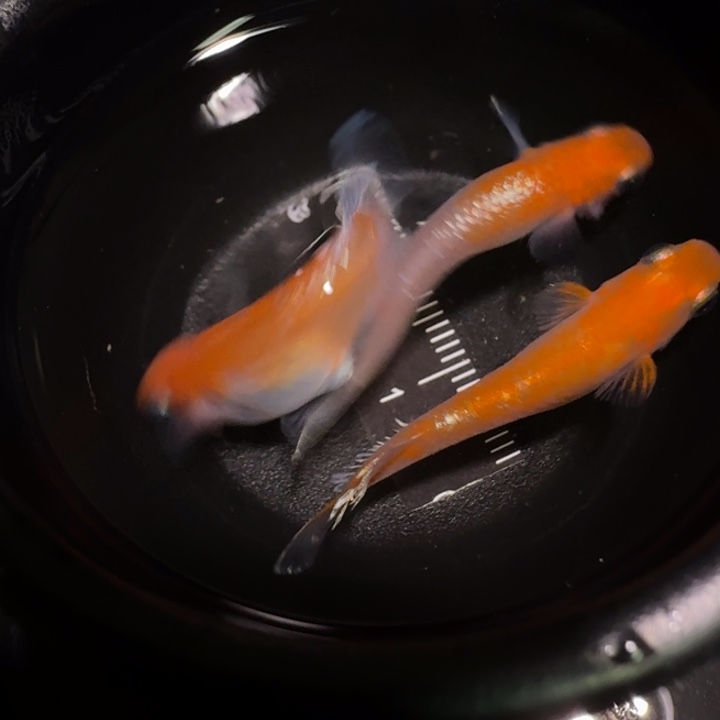 青鳉鱼一物一拍159