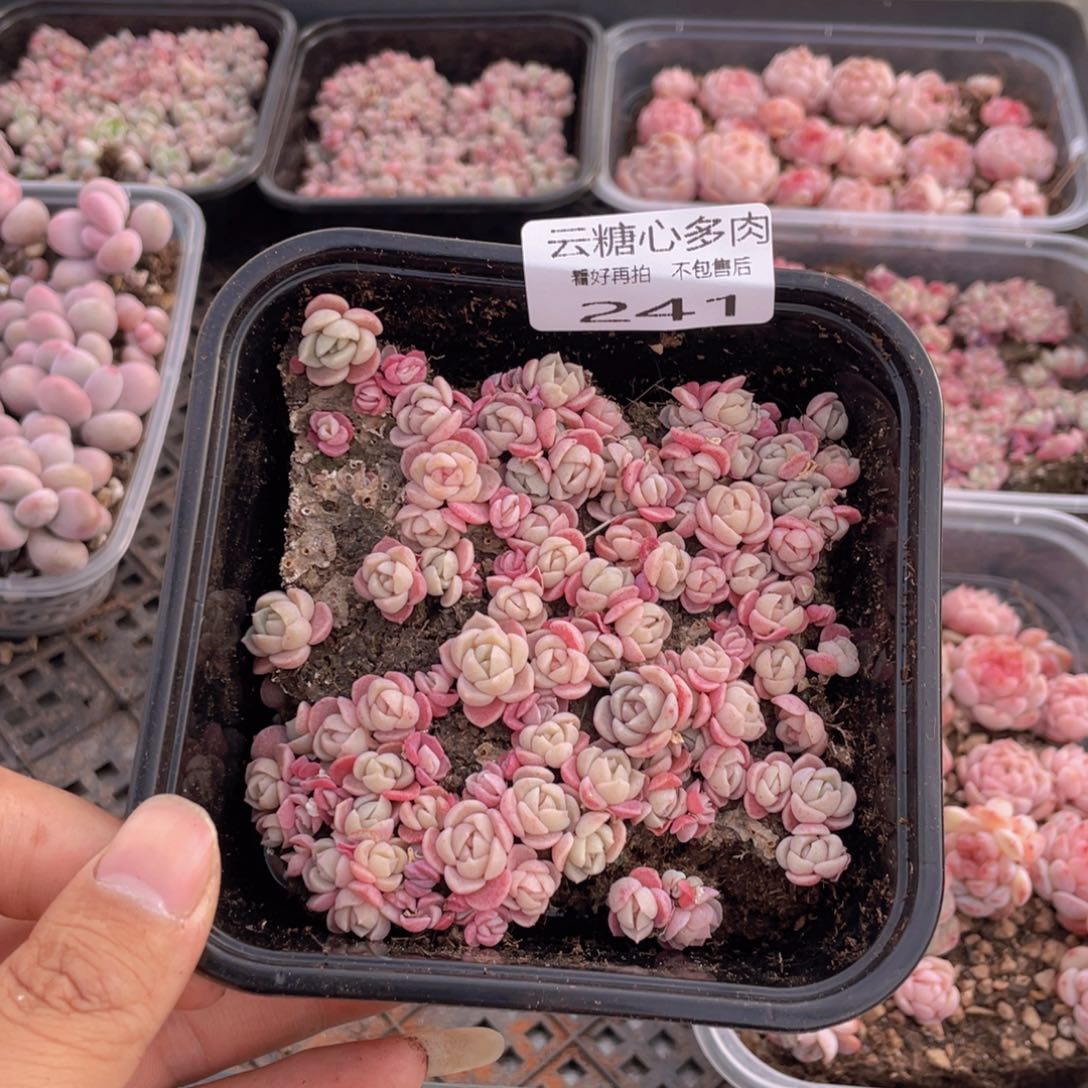 云糖心多肉植物241