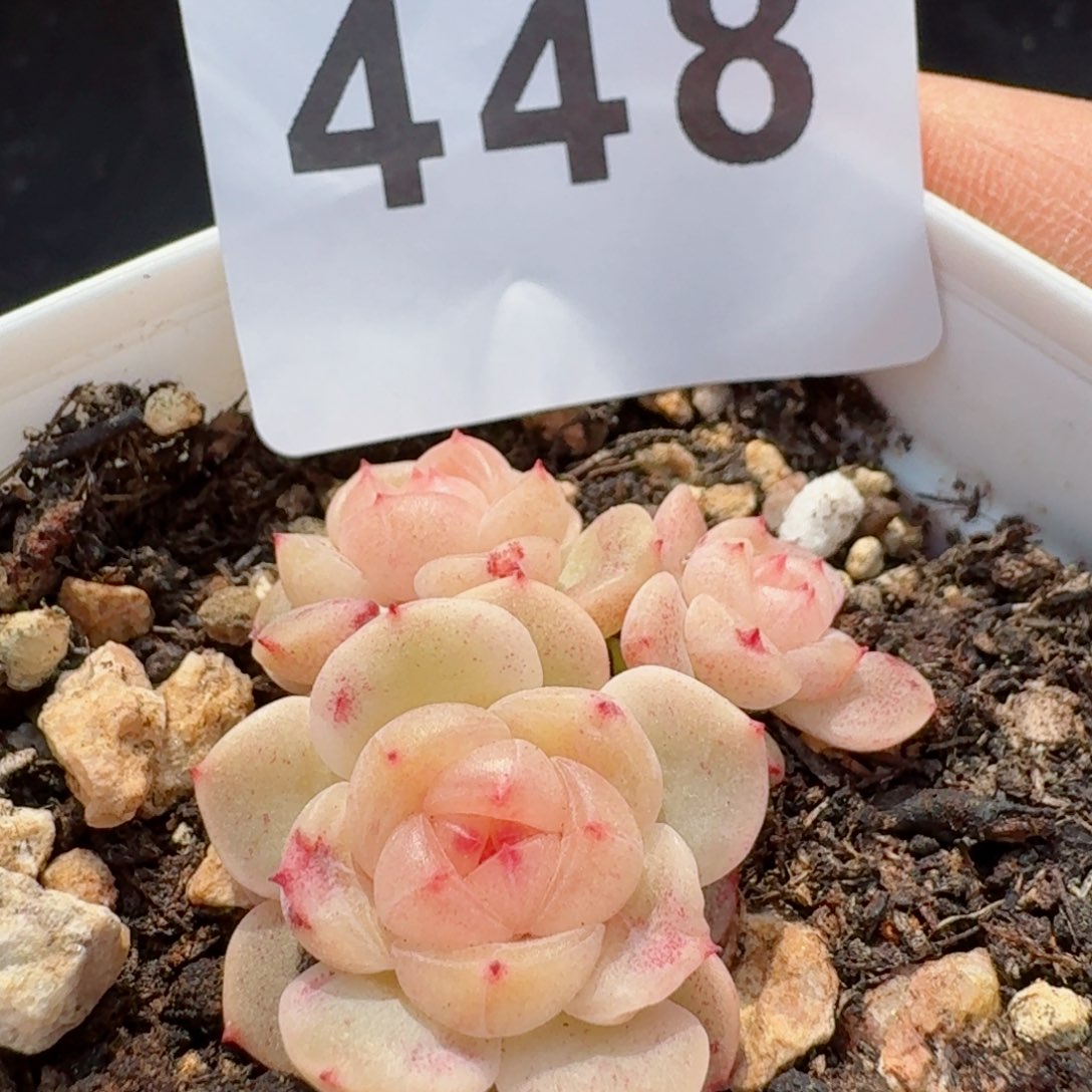 甜心白透底         精品多肉