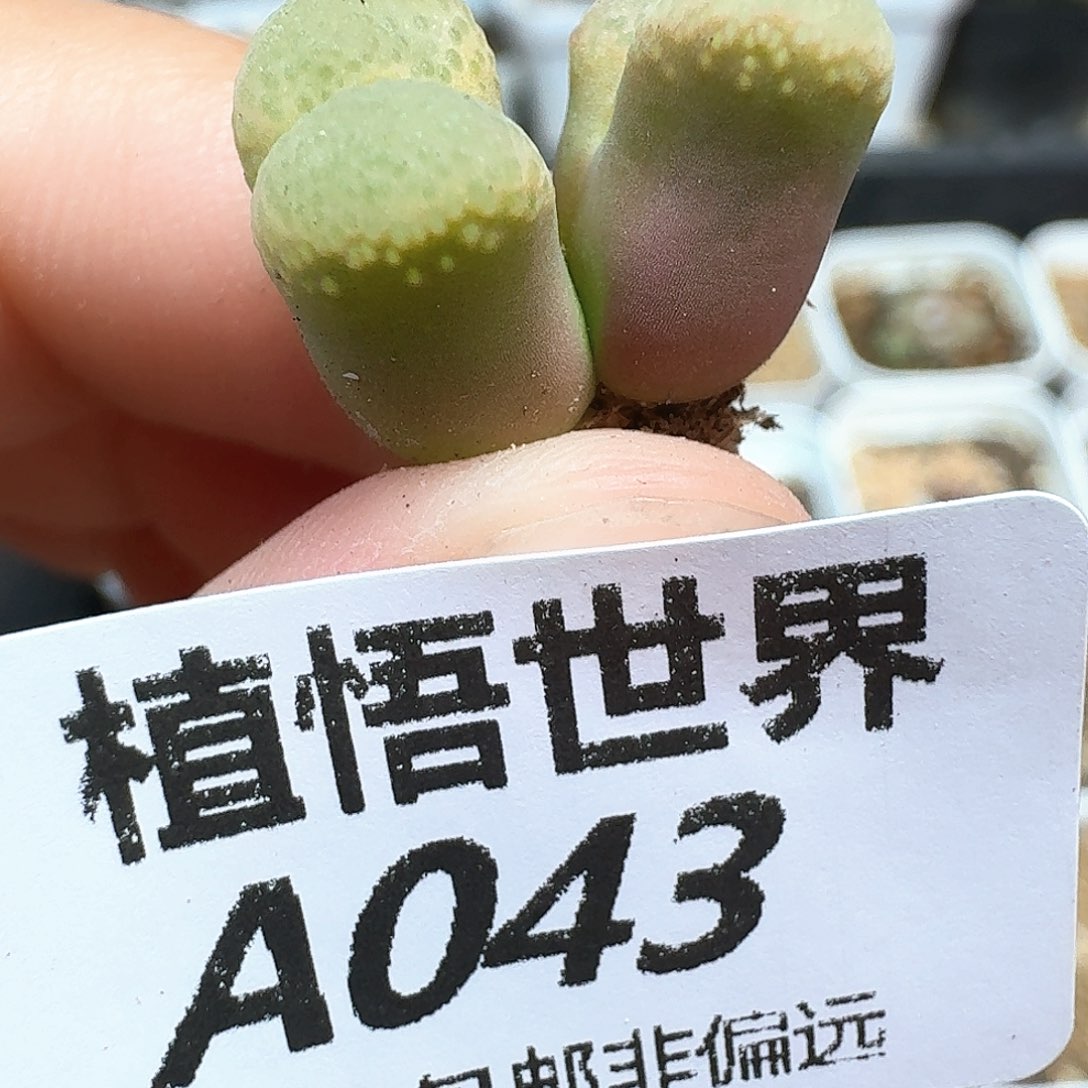 多肉植物的润泽额f