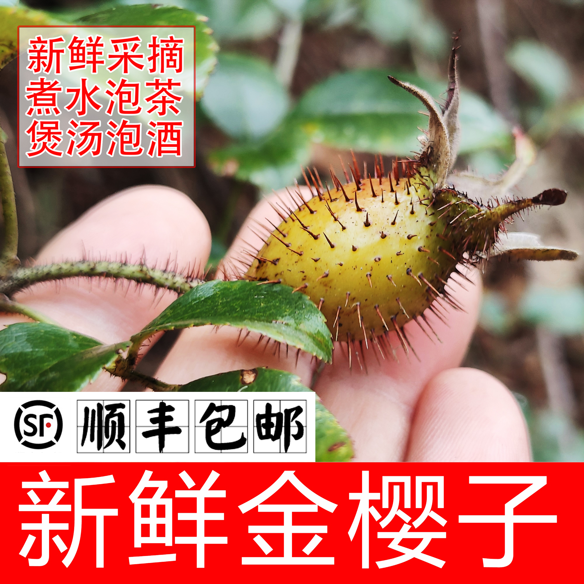 【顺丰包邮】2025新鲜野生金樱子年泡酒好料深山糖糖果中药材蜂糖罐