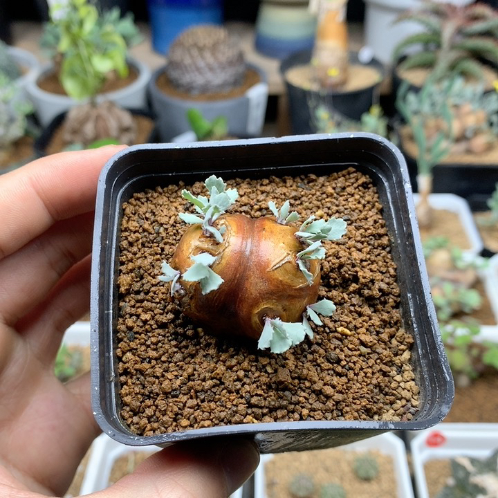 产地格加厚敦菊带盆