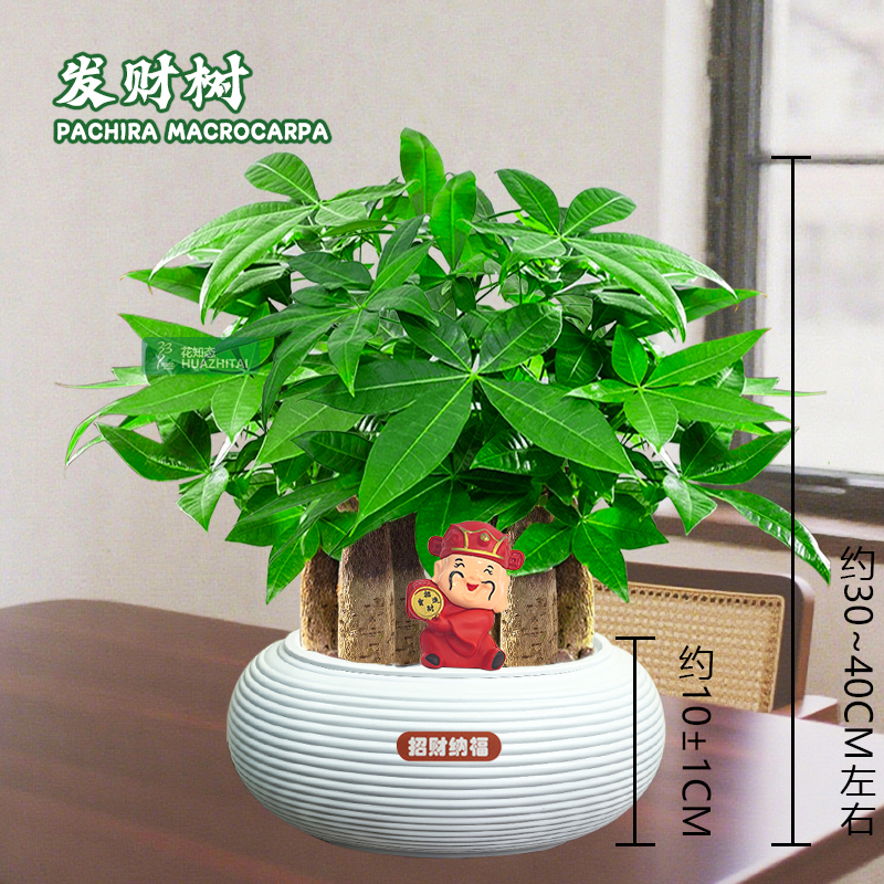 【六杆发财树】室内桌面（约30~40CM）季节盆栽鲜活好养护观叶耐旱