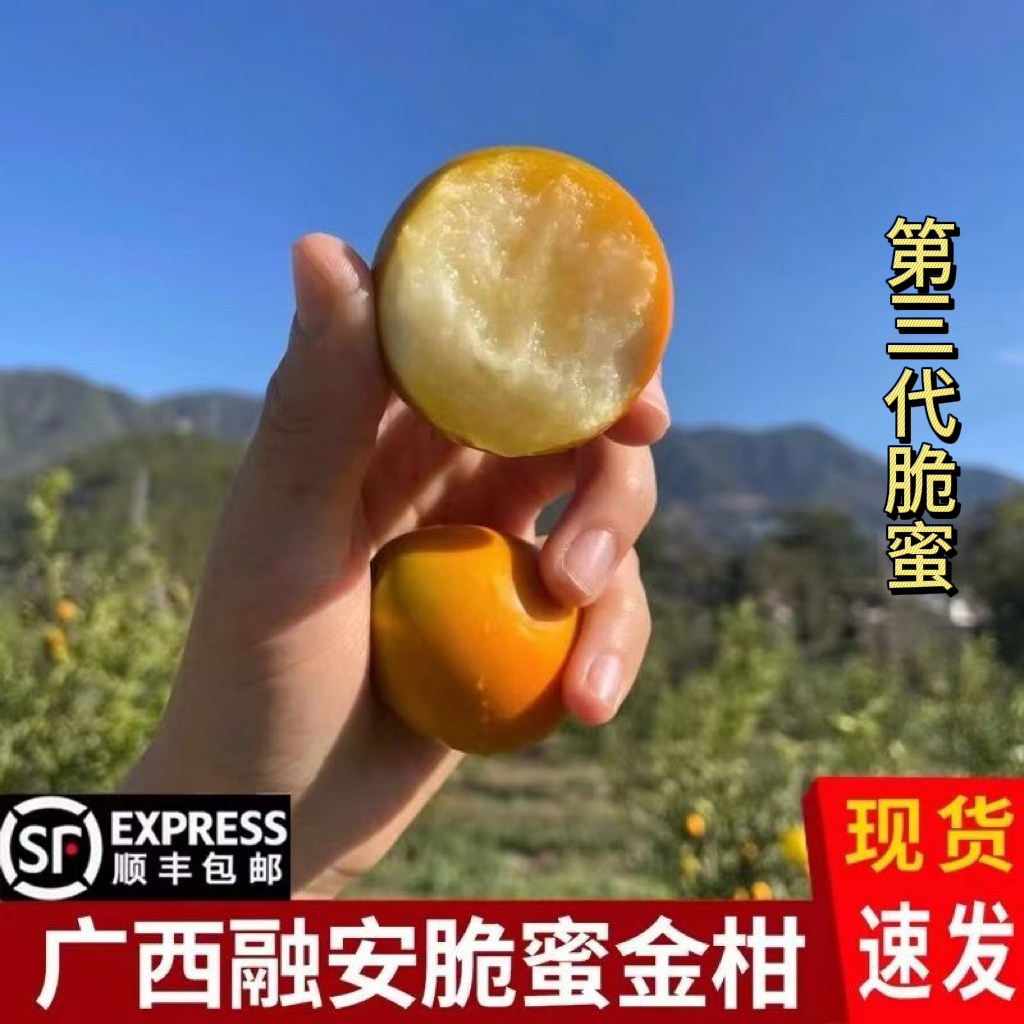 【顺丰发货】三代融安脆蜜金桔脆皮金桔纯甜水果脆蜜桔农家现摘现发