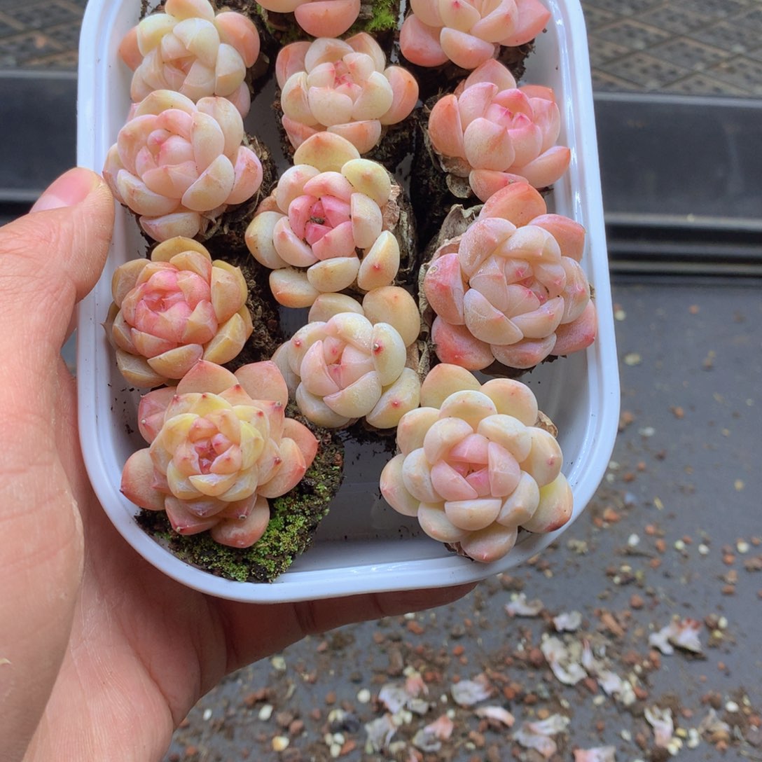 反反复复还是很开心的088