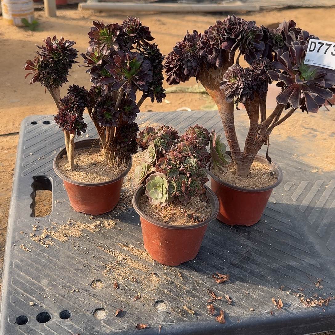 773黑法师欧紫万缀微瑕共4颗呀