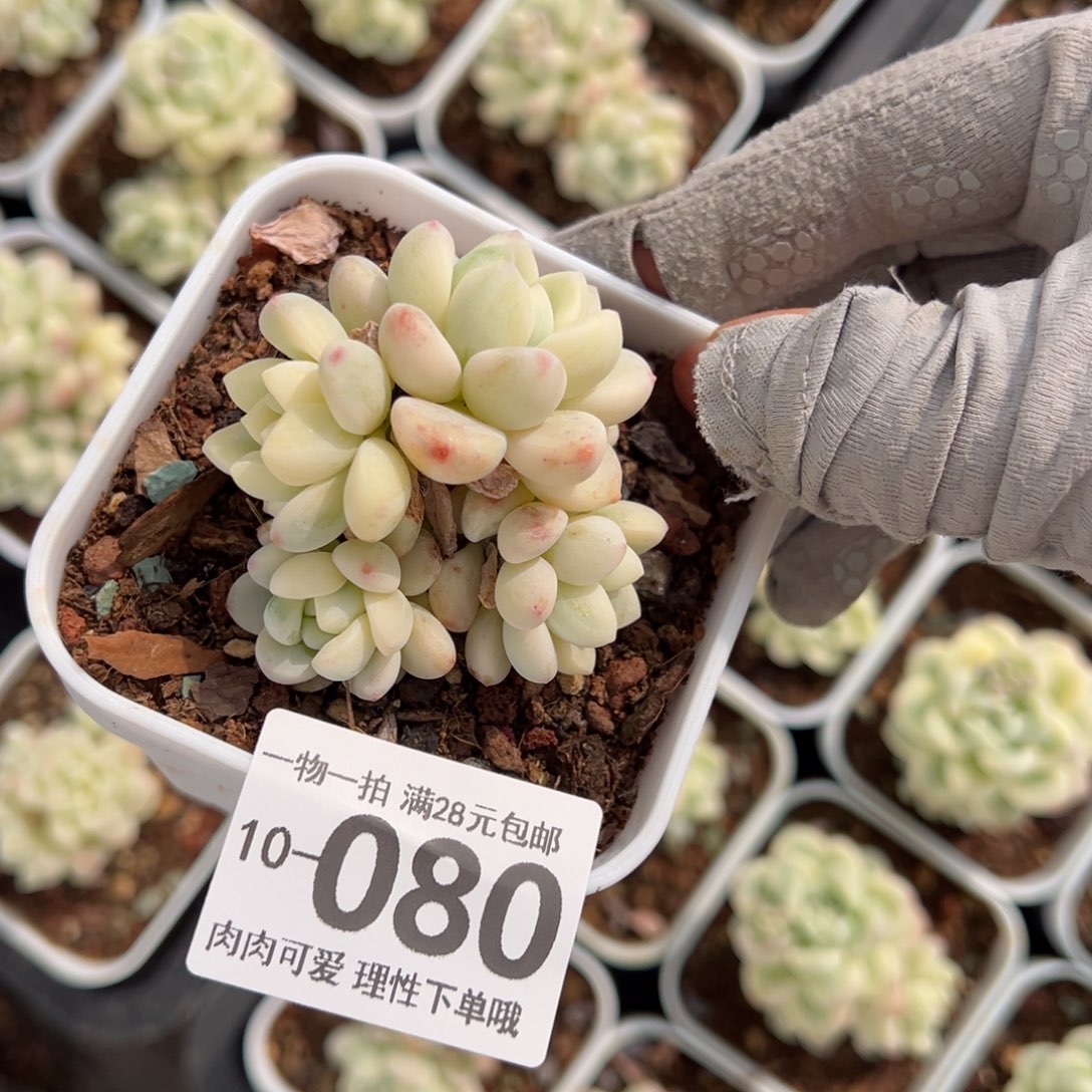 劳尔锦多肉多肉多肉多肉多肉