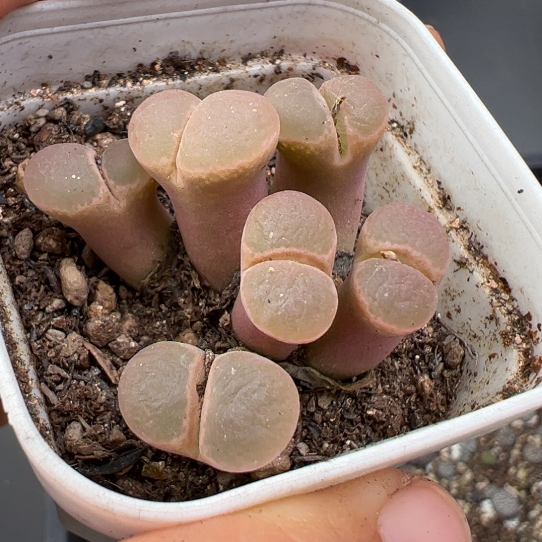 ****。11.28好看的多肉脱土发货