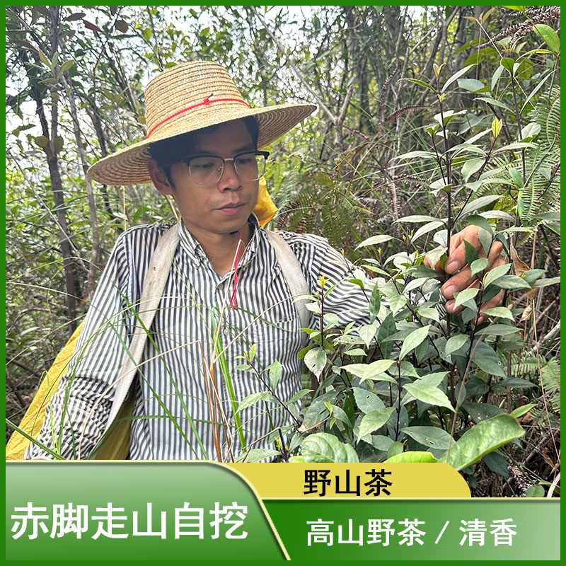 野生山茶 回甘 深山野生茶