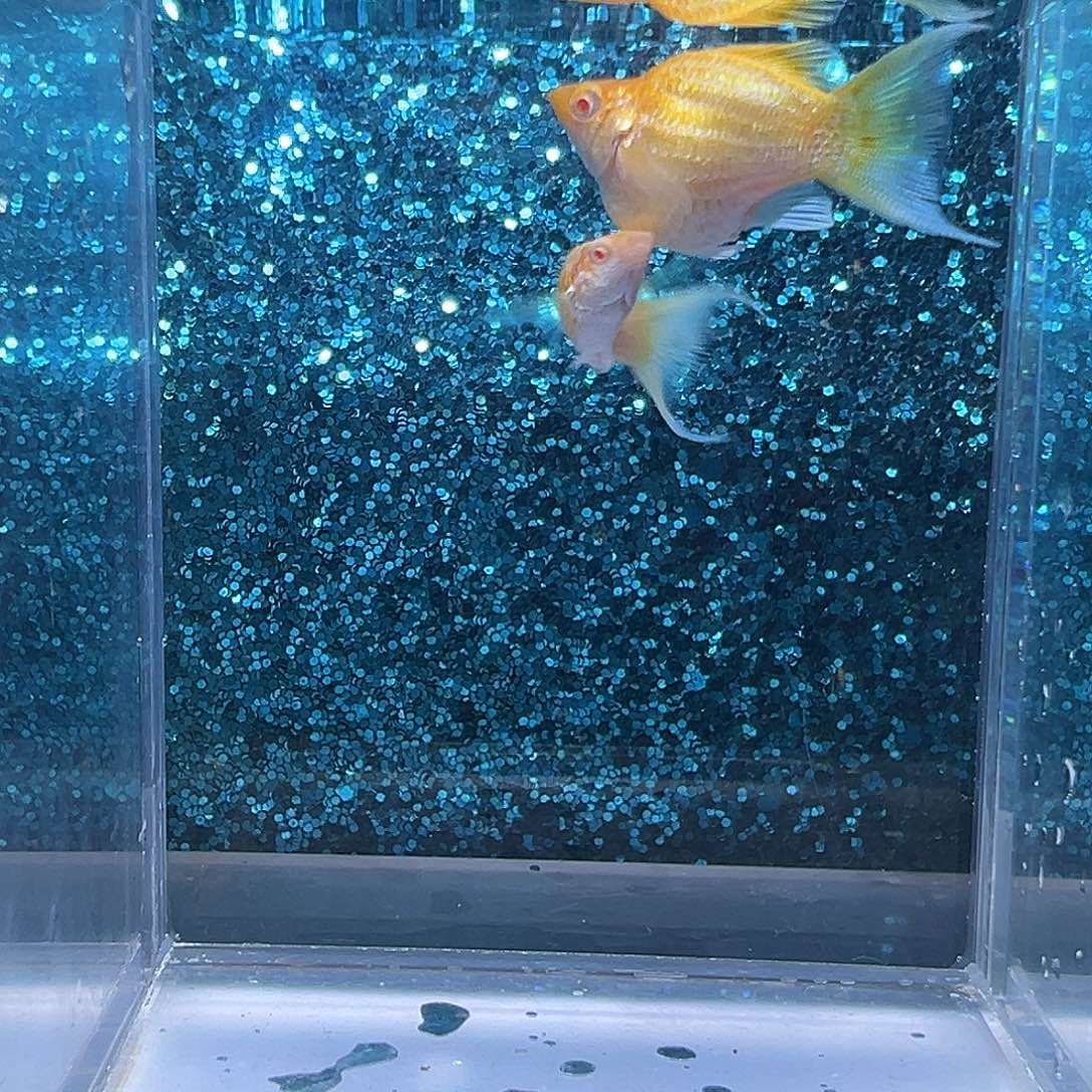 孔雀鱼红宝石黄金玛丽一对0017