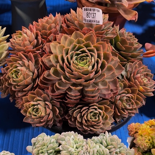 哈****哈贝拉多娜80137多肉