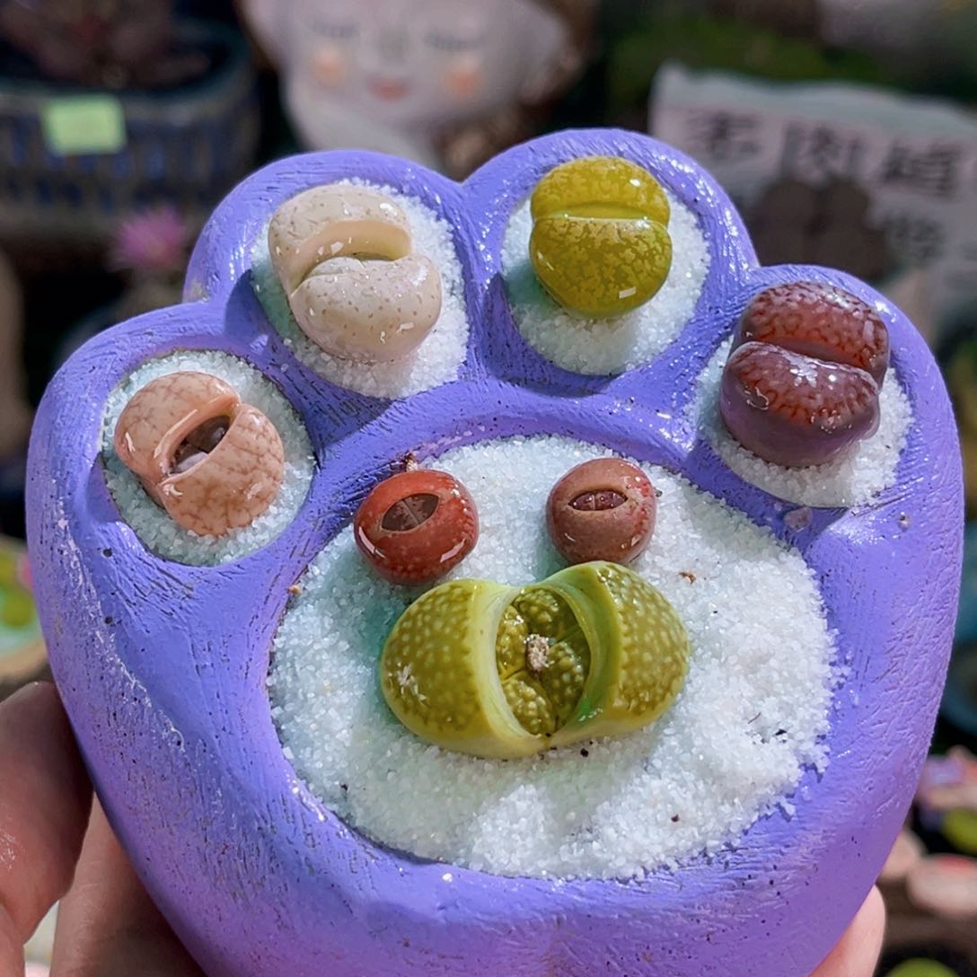 020猫爪生石花连盆带土包邮