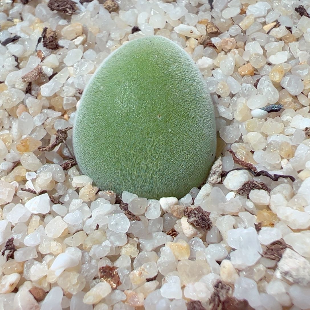 122-302.宝辉玉多肉