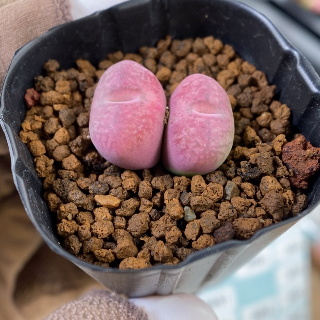 多肉植物肉锥杂交K-3359