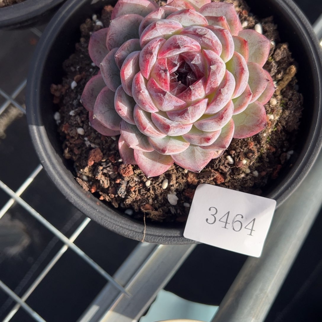 ༺***༻3464肉肉肉肉肉肉肉