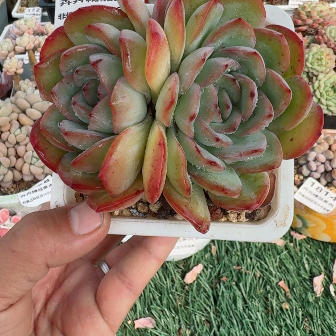 卉卉精品多肉 非偏远地区满28元包邮