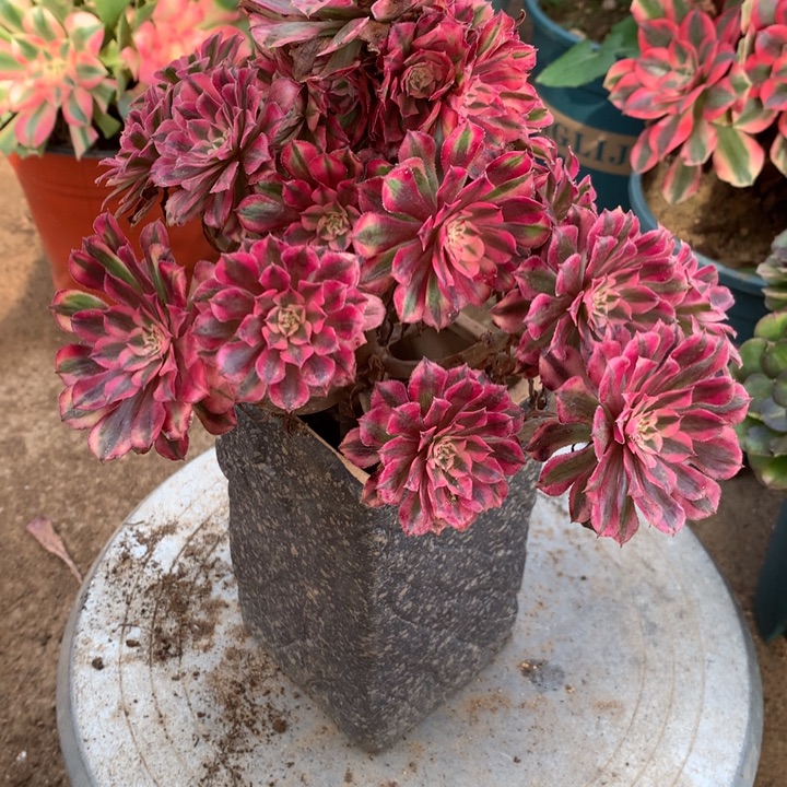 243红铜多肉植物特价