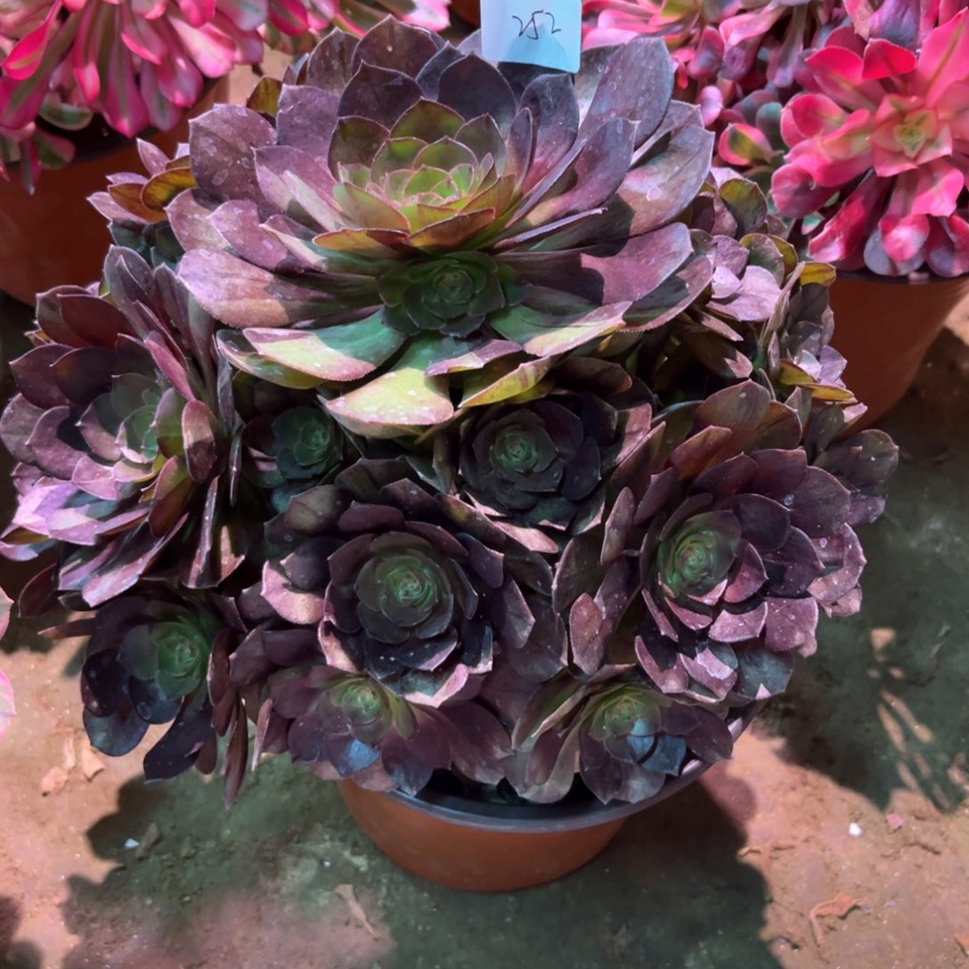 多肉植物黑美人252