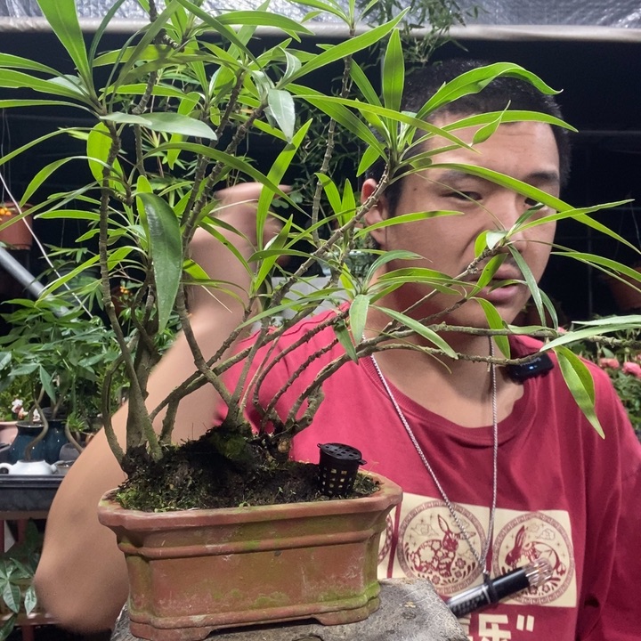 ****)以实际为准盆景绿植盆栽110