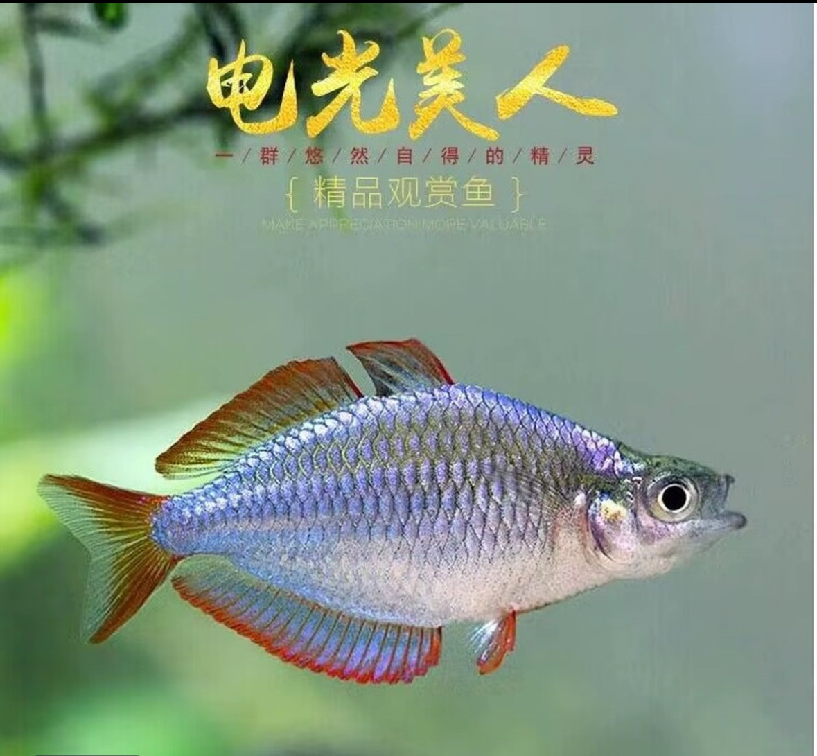 电光美人鱼公鱼小型群游热带淡水观赏鱼新手易养