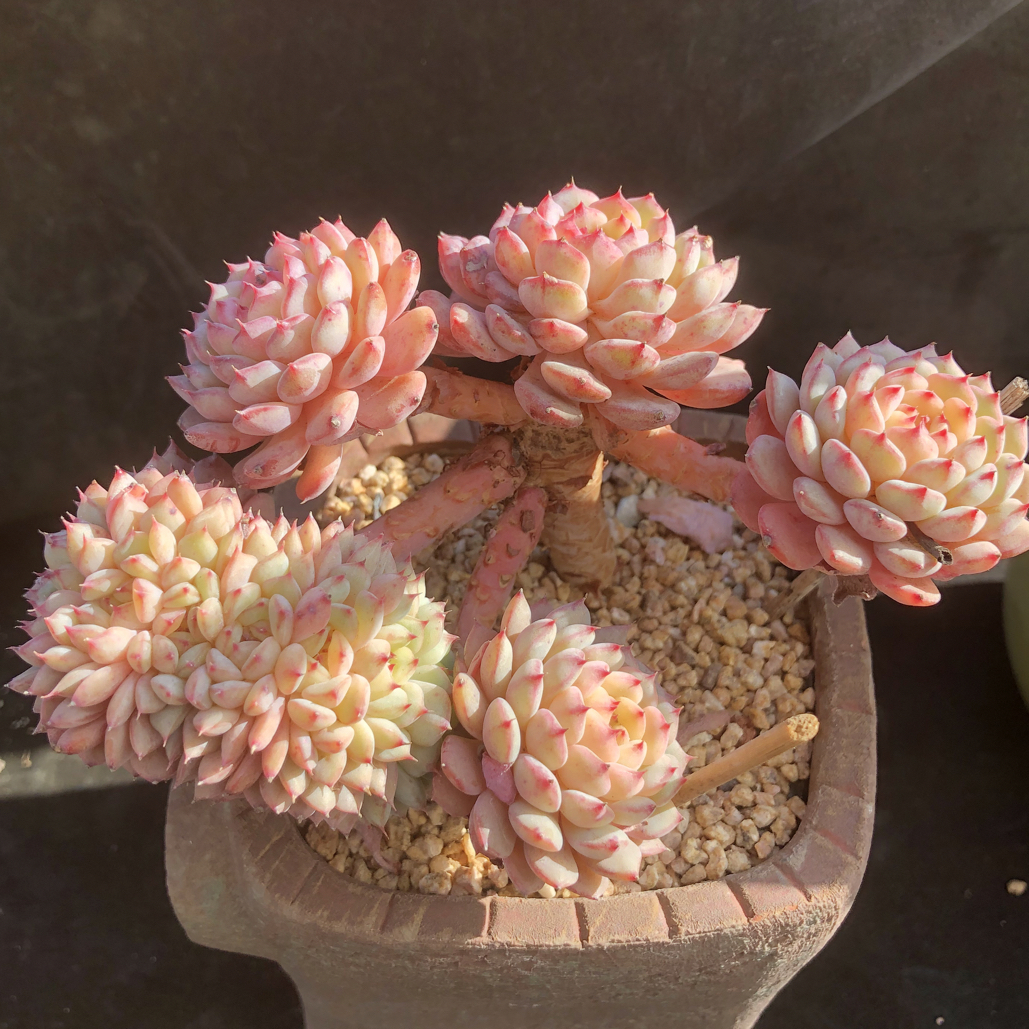白胖子朵朵缀整装无砍