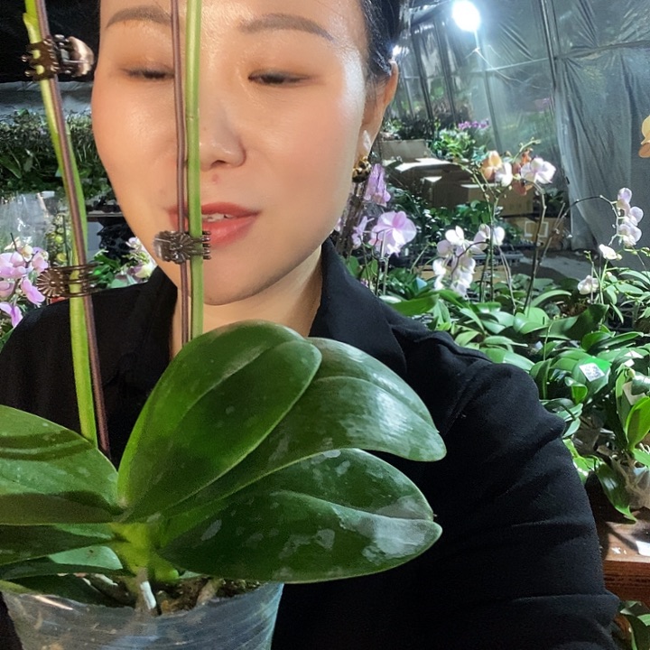 无花朵美杜莎蝴蝶兰