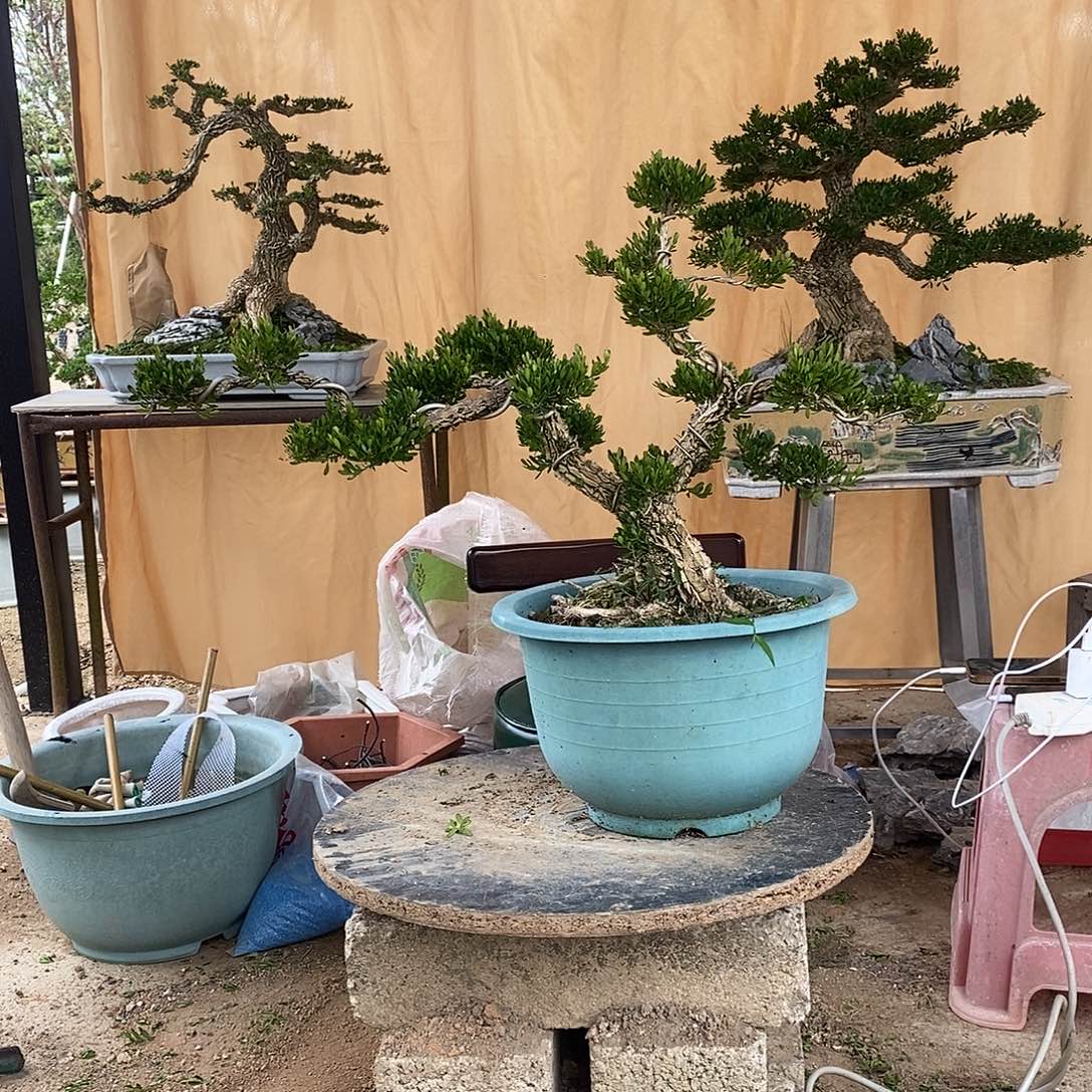 当前无花朵，栽培后可花朵