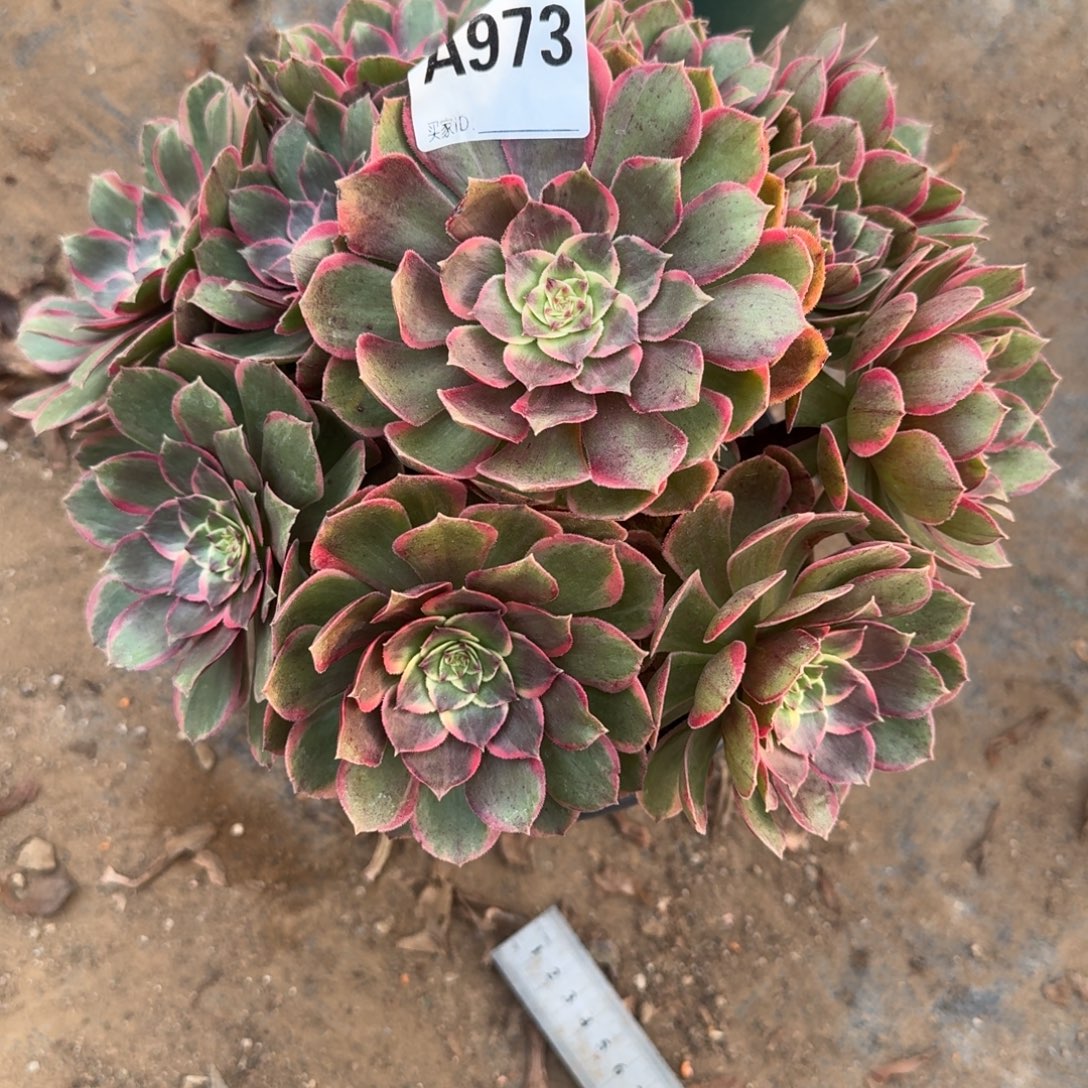 林***安粉花妖一物拍973，