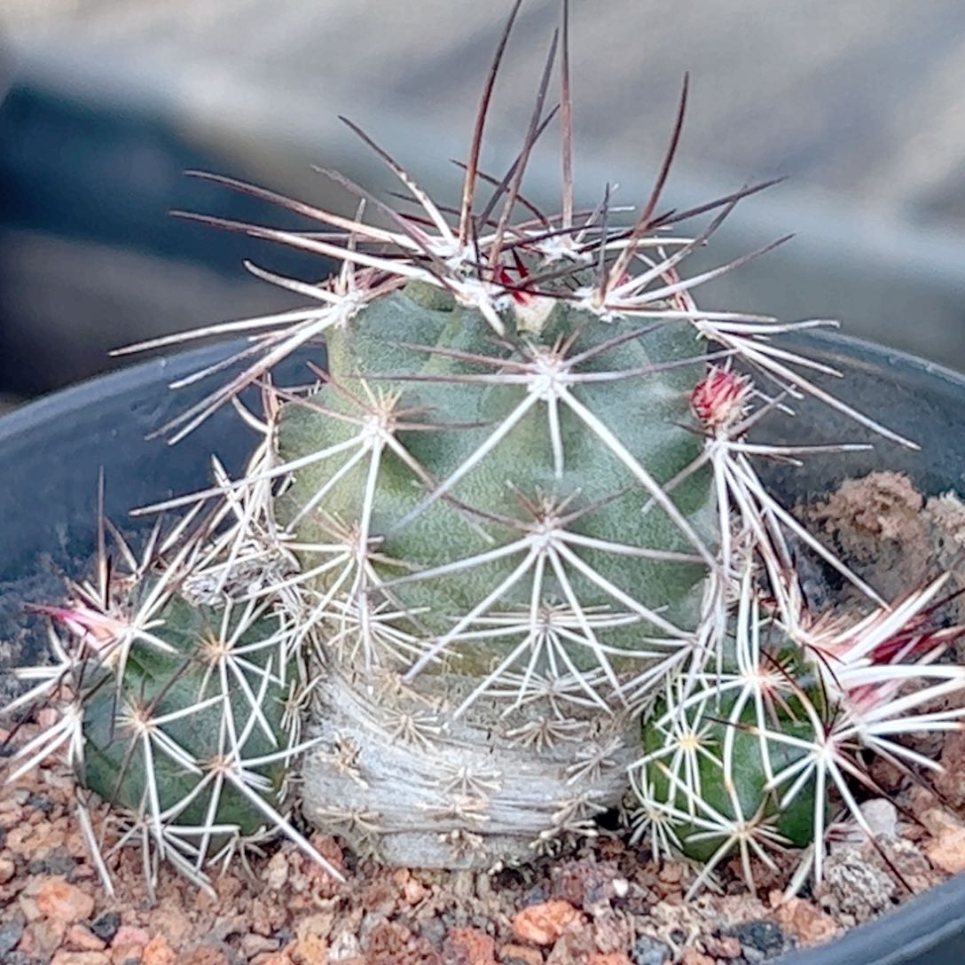 实生 群生达氏青花虾