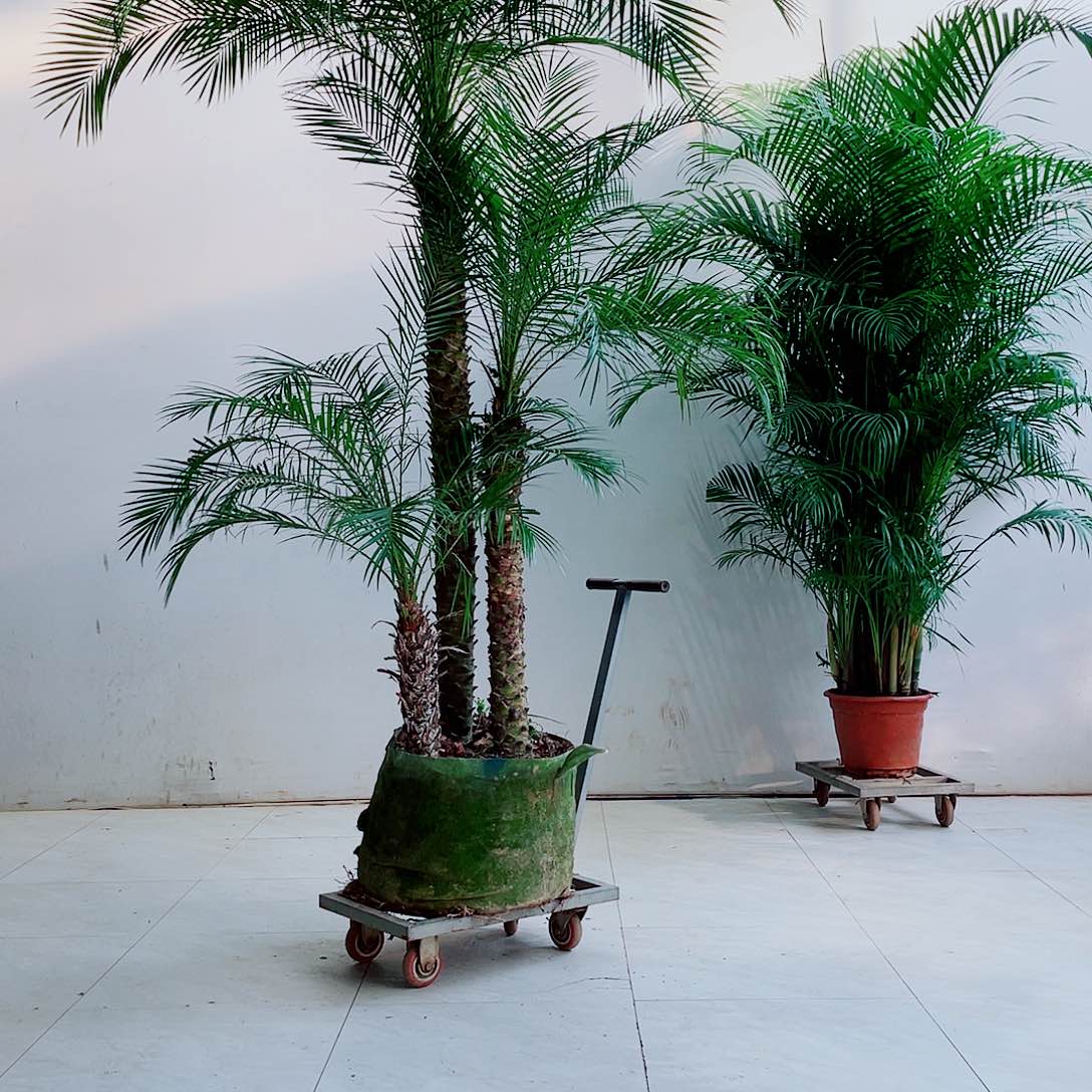 无花朵校**了68889090