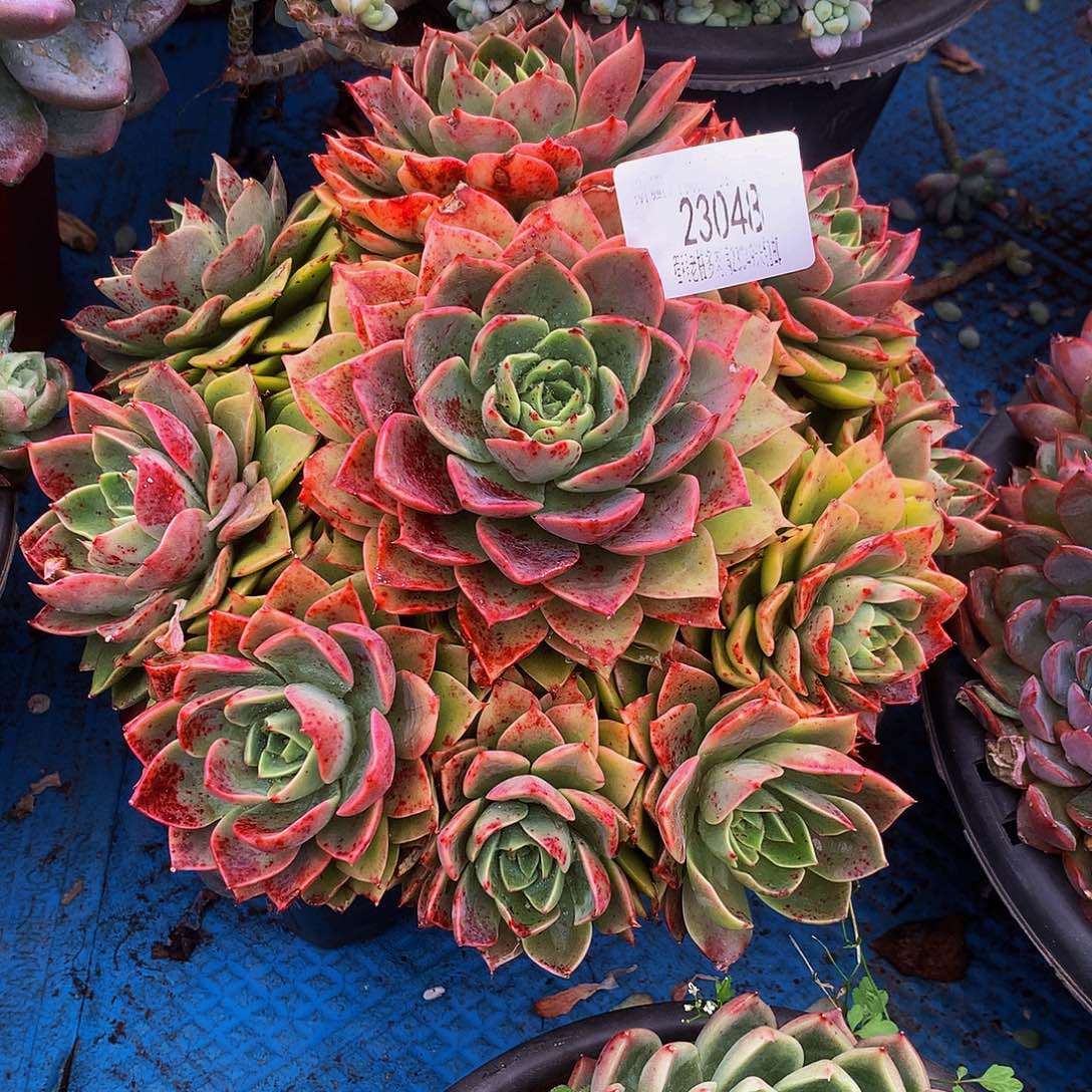 六***顺贝拉多娜23048吨肉多肉