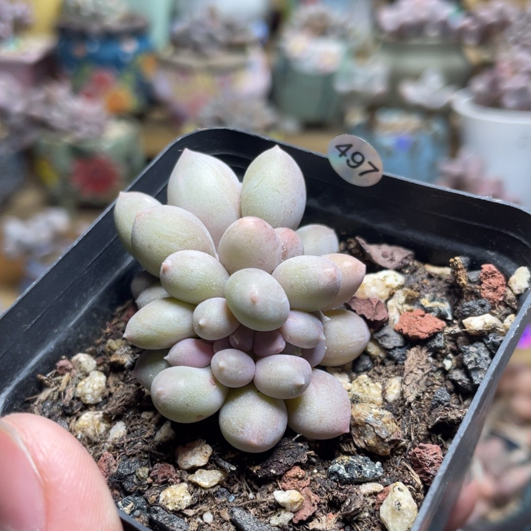 溜溜球奶酪缀化多肉