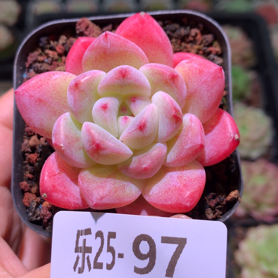 乐然25-97 冰糖单头