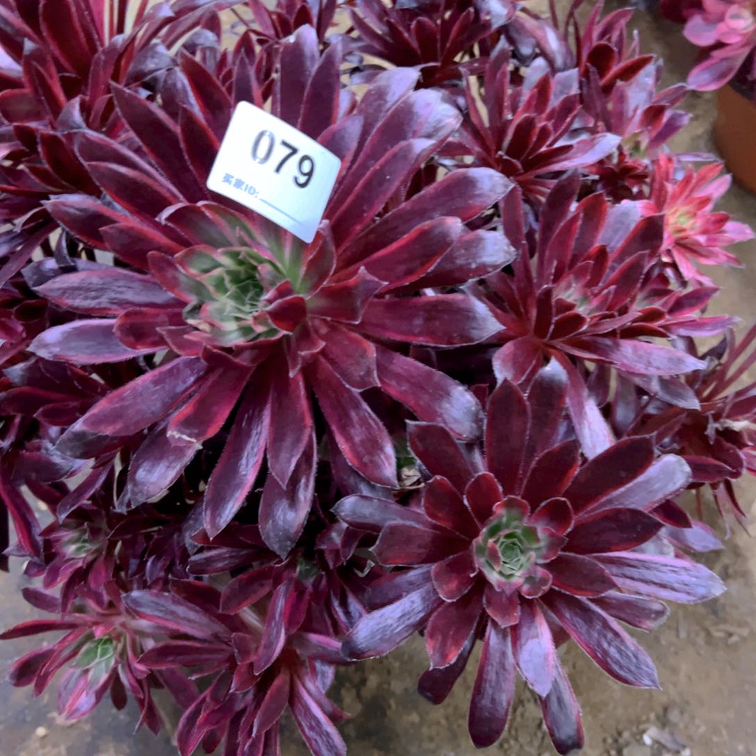 079孔雀多肉植物法师