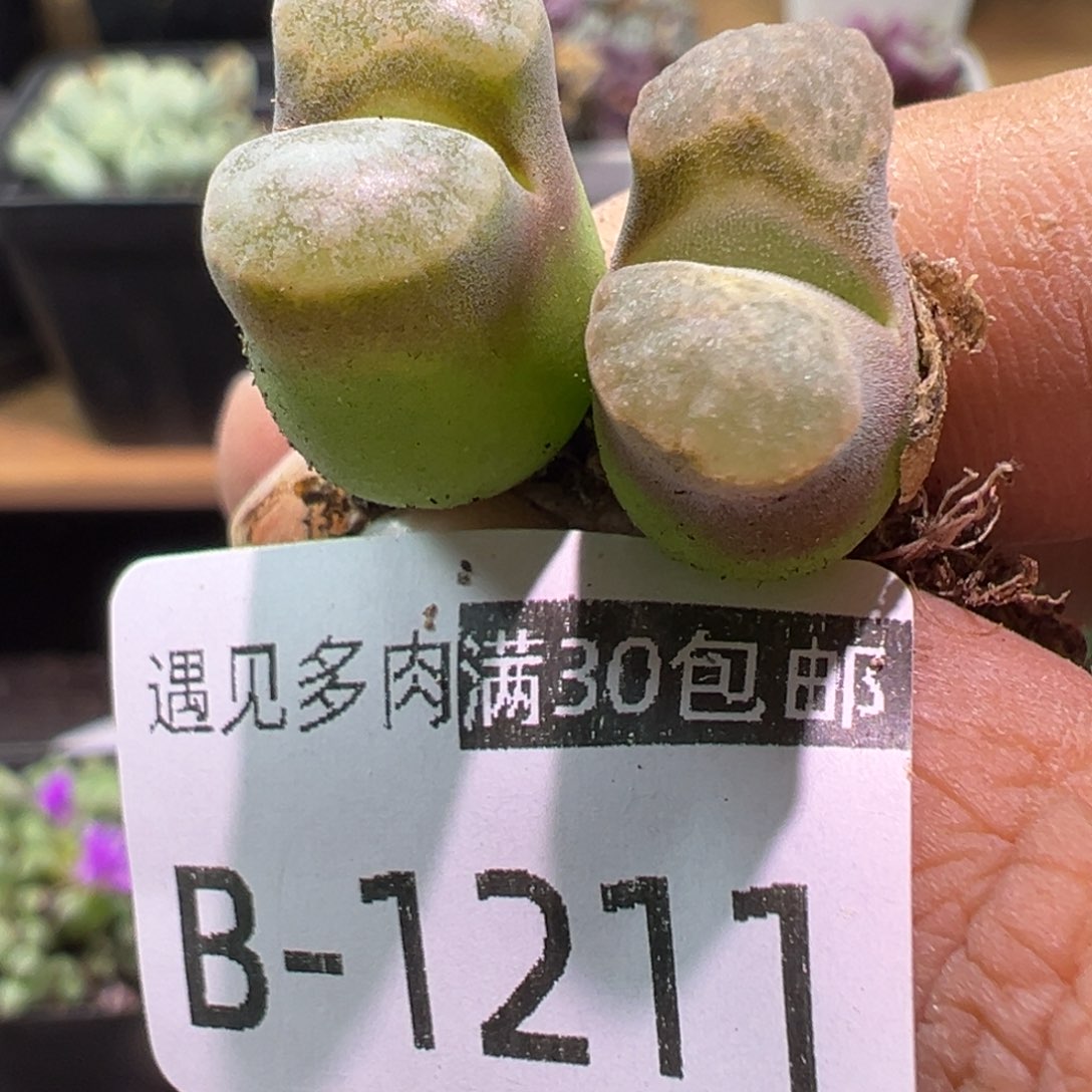 多肉植物11111111111