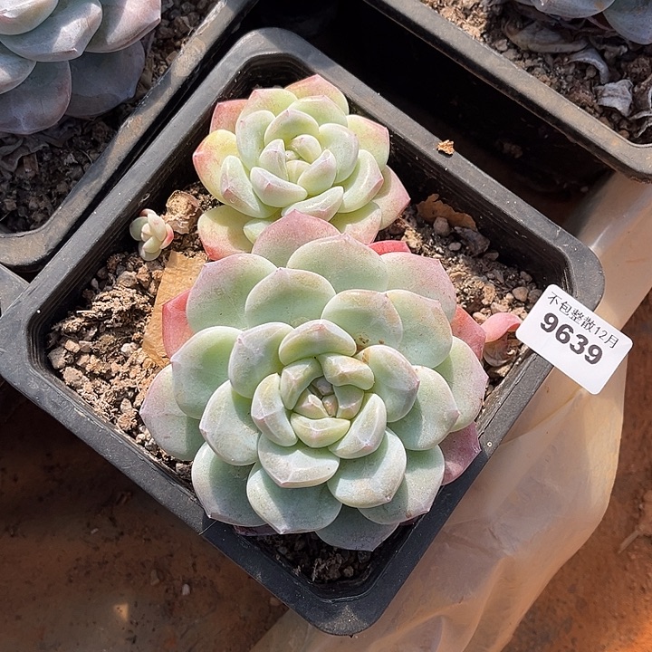 阿雅园艺。       9639