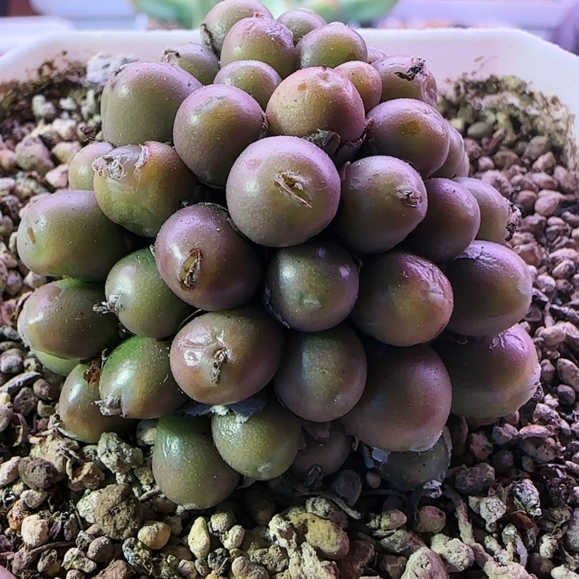 【闪购商品】紫葡萄园艺群生.