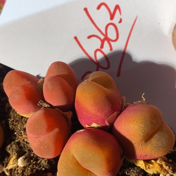 26363一组一组一组