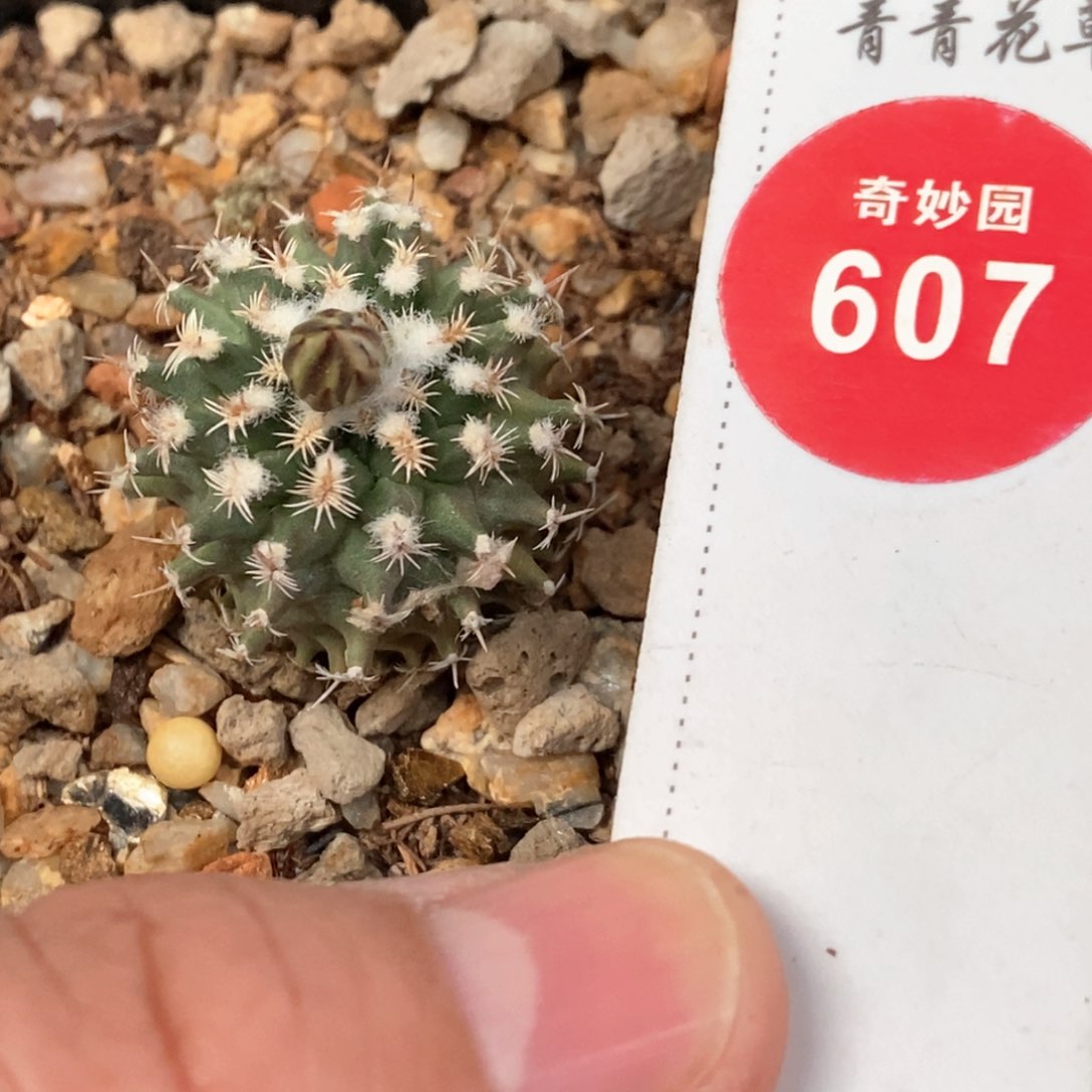 实生带花苞雪顶海胆娇丽2.4cm